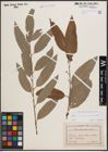 Foto von Salix cinerea L. x Salix viminalis L.